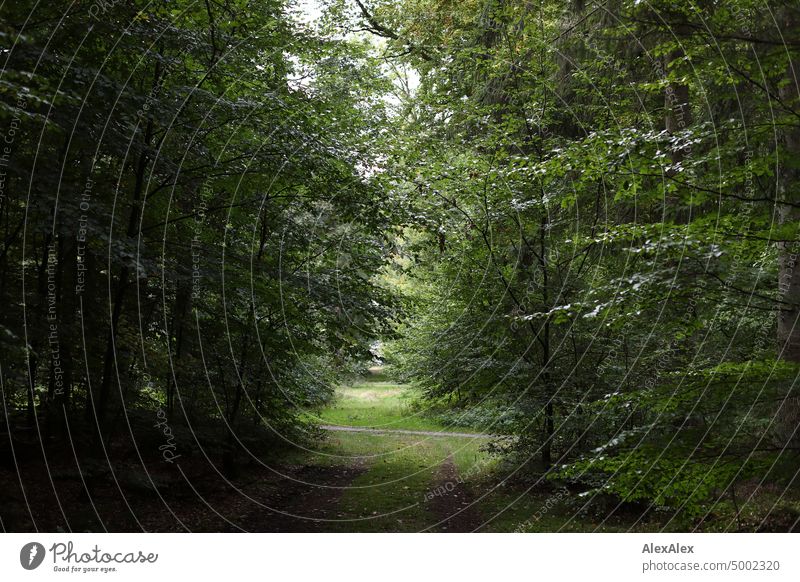 Kreuzung zweier Waldwege Weg Baum Bäume Plfanzen Gras Unterholz Laub Laubbaum Licht und Schatten Natur Nutzwald Holz Spaziergang Landschaft Erholung wandern