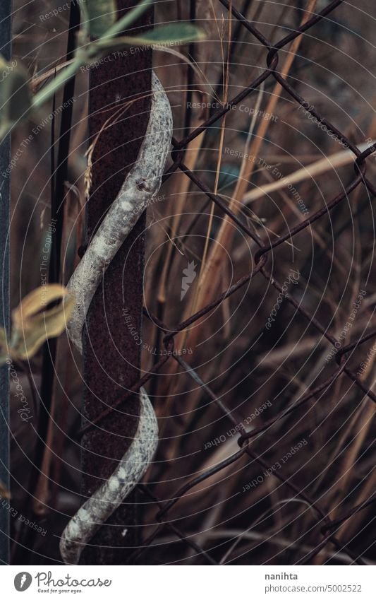 Moody Natur Hintergrund eines Zauns Abdeckung durch die Natur Wein dunkel künstlich gruselig Mysterium schließen abschließen verdrillt verwickelt Metall