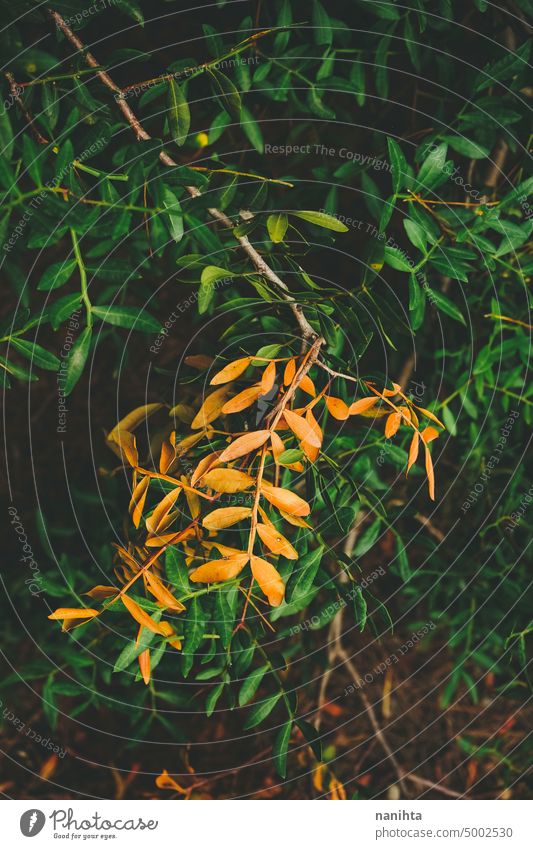 Saisonaler Hintergrund der Pflanzen im Herbst und Winter Wald Niederlassungen Farben schön Schönheit Natur natürlich Forstwirtschaft Stimmung warm Töne Textur