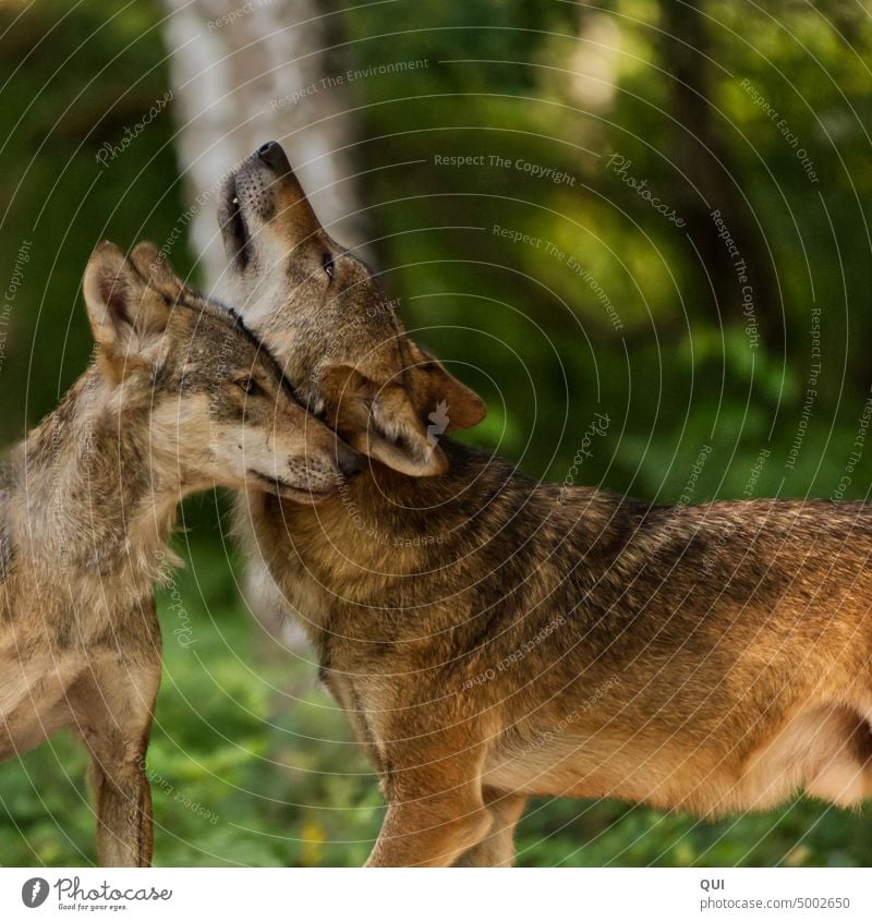 Wolfspärchen Wölfe Pärchen Alte Fasanerie Wildpark Hanau Natur Tier Farbfoto Tierschutz Wildtier Außenaufnahme Wald Liebe Rudel Vertrautheit Tag Tierporträt