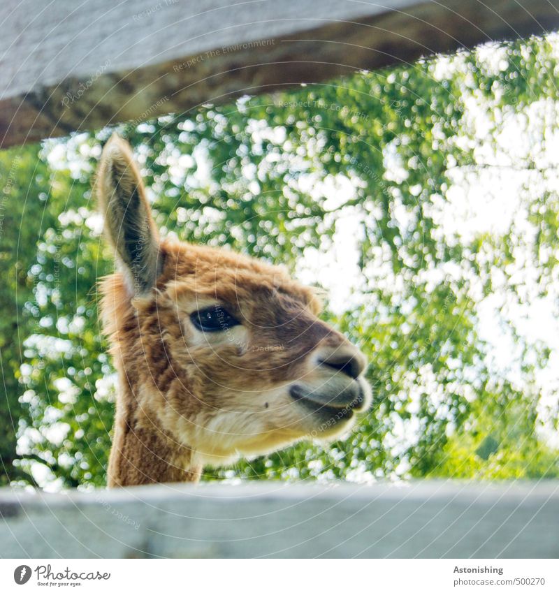 "Hey!" Pflanze Baum Tier Nutztier Wildtier Tiergesicht Fell Lama Ohr Auge Schnauze Hals Maul 1 Holz Blick braun grün weiß weich niedlich Freundlichkeit Lächeln