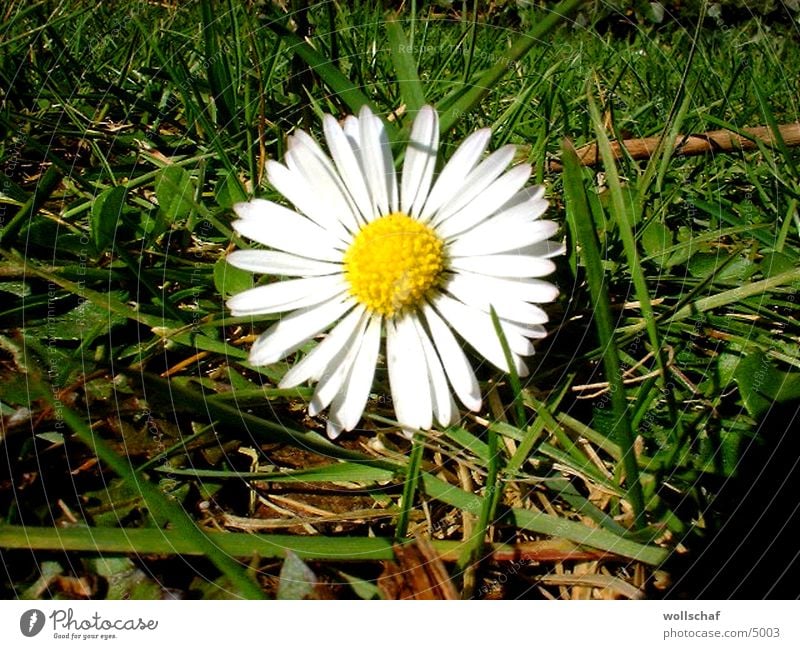 Gänseblümchen Blume Wiese Frühling Pflanze