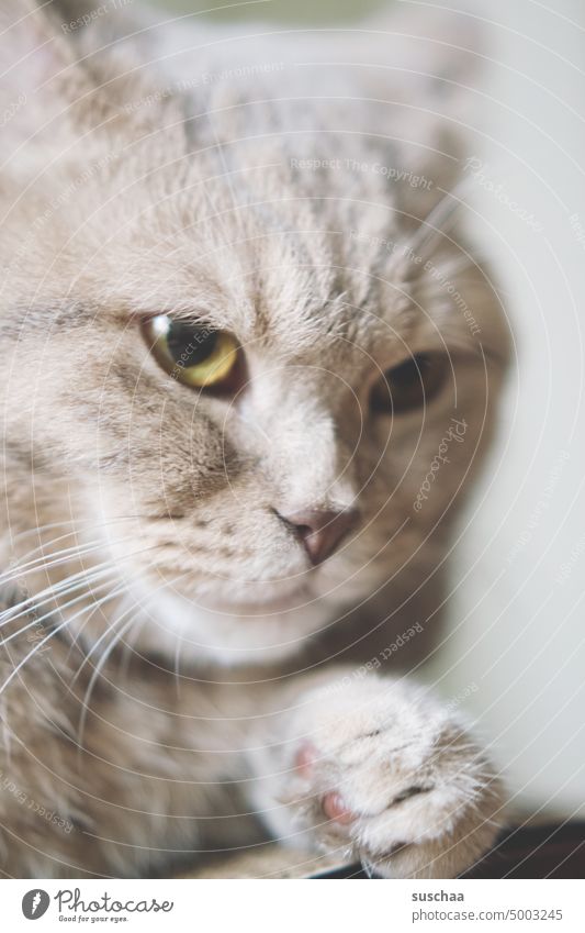 kater Kater Katze Tier Haustier Hauskatze Katzenaugen Schnurrhaare Fell Tierporträt niedlich Tiergesicht kuschelig Blick Katzenkopf Schnauze beobachten