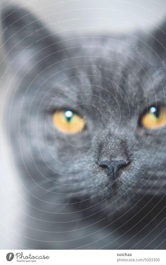 katzengesicht Katze Kater Katzengesicht Katzenkopf Tierporträt Fell Haustier Hauskatze Tiergesicht Blick Schnurrhaar Katzenauge Schnauze beobachten Wachsamkeit