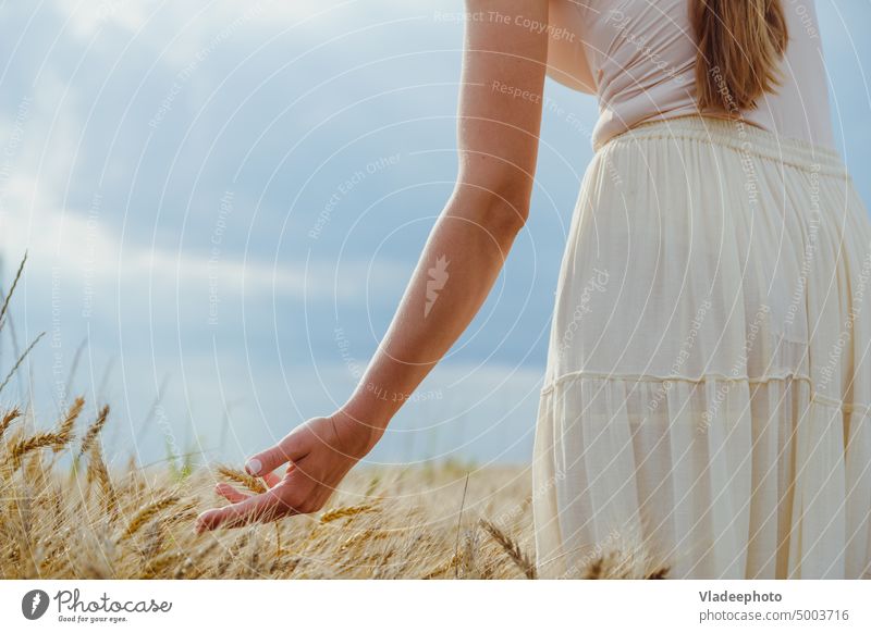 Nahaufnahme Frauenhände halten vorsichtig Ähren in einem Weizen- und Roggenfeld Hand Feld Bauernhof Pflege Müsli Korn Ackerbau Ernte Sommer Natur Lebensmittel