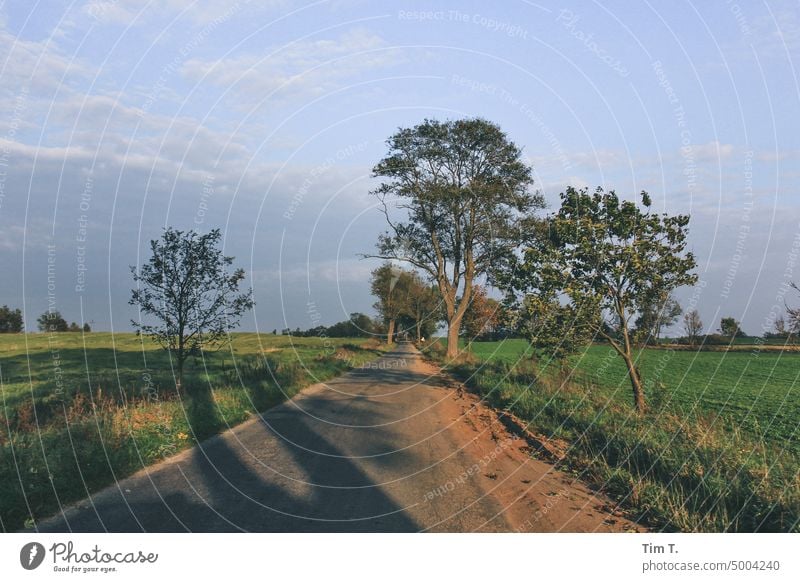 eine Landstraße im Herbst Polen Menschenleer Natur Landschaft Straße Außenaufnahme Tag Farbfoto Baum Umwelt Verkehrswege Allee Autofahren Textfreiraum unten