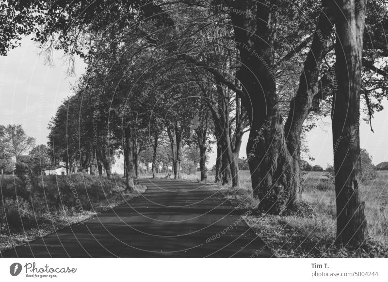 Oktoberallee Allee s/w bnw Polen Schwarzweißfoto Tag Menschenleer Außenaufnahme Straße Bäume