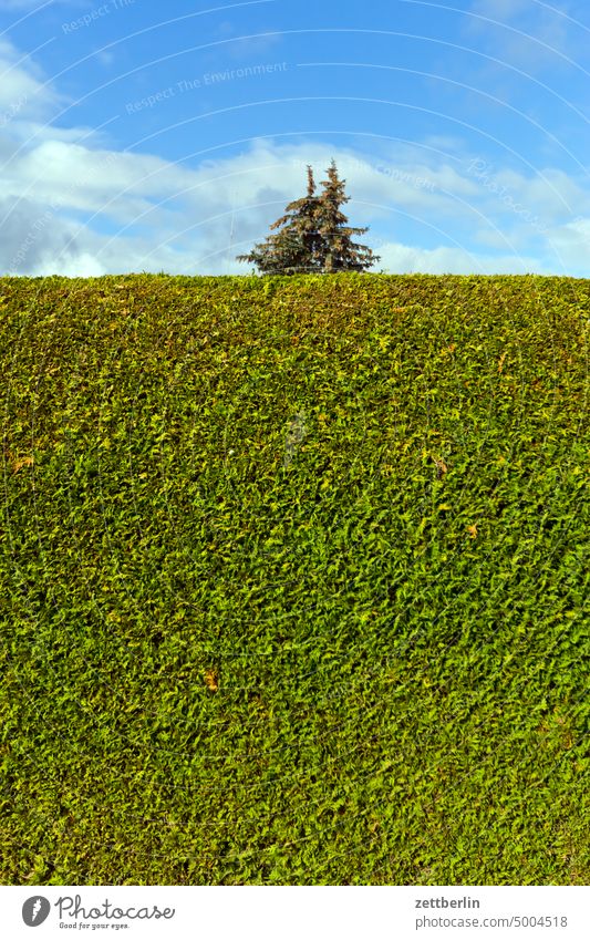 Hecke mit Nadelbaum ast erholung ferien garten hecke himmel kleingarten kleingartenkolonie menschenleer nachbarschaft natur pflanze ruhe saison schrebergarten