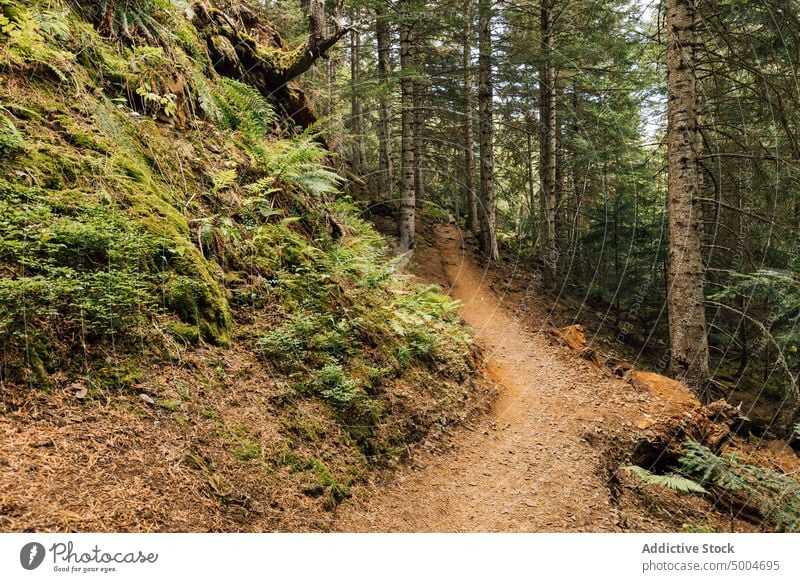 Pfad im grünen Wald im Hochland Berge u. Gebirge Nachlauf Weg Felsen Landschaft Wälder Natur Pyrenäen lleida Katalonien Spanien Baum Sand spektakulär malerisch