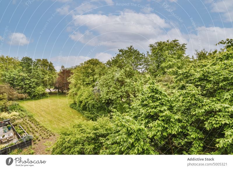 Blick von oben auf einen Wald mit grünen Bäumen Baum Hintergrund im Freien Natur Umwelt Ansicht natürlich Top Landschaft Sonnenlicht malerisch Gras Himmel Holz