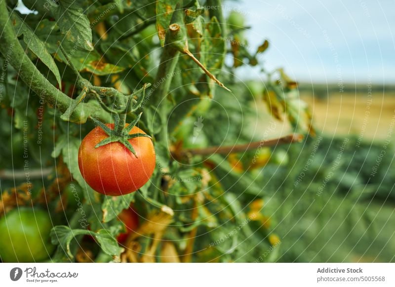 Tomatenanbau im Garten auf dem Bauernhof Landschaft reif Gemüse Ast organisch rot Ackerbau Saison frisch Pflanze Sommer Agronomie Flora vegetieren Botanik