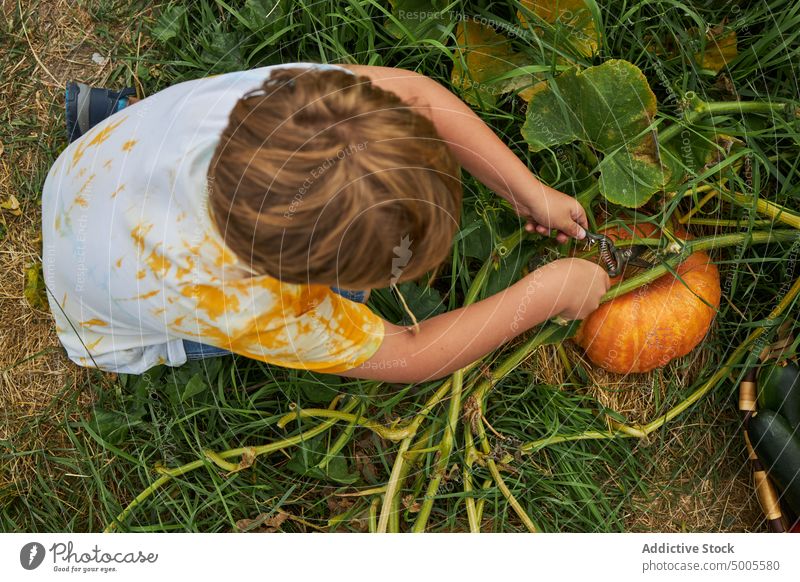 Junge pflückt Gemüse im Sommergarten Kind Bauernhof pflücken abholen Ernte Kürbis reif Ackerbau Garten Saison Landschaft organisch ländlich frisch Fokus