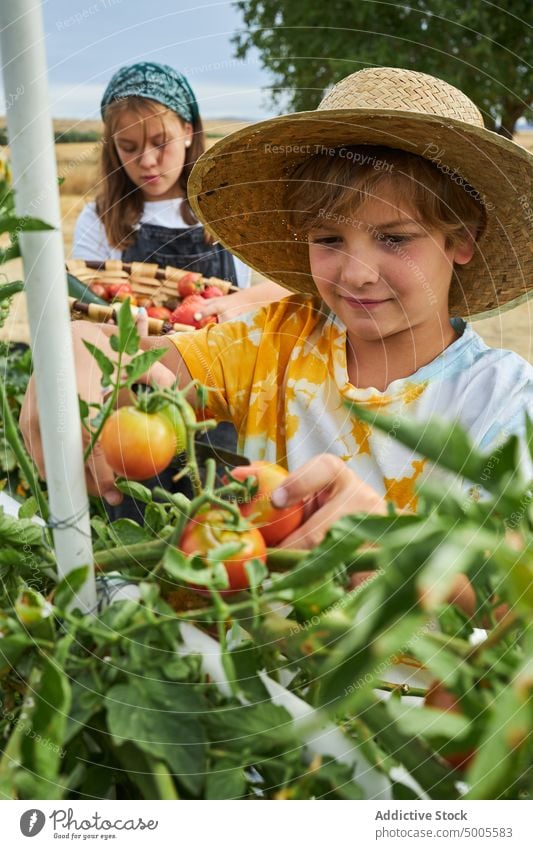 Kinder pflücken Gemüse auf dem Land Landschaft abholen Geschwisterkind Ernte Landwirt Korb Zusammensein reif organisch ländlich Schwester frisch Bruder Saison