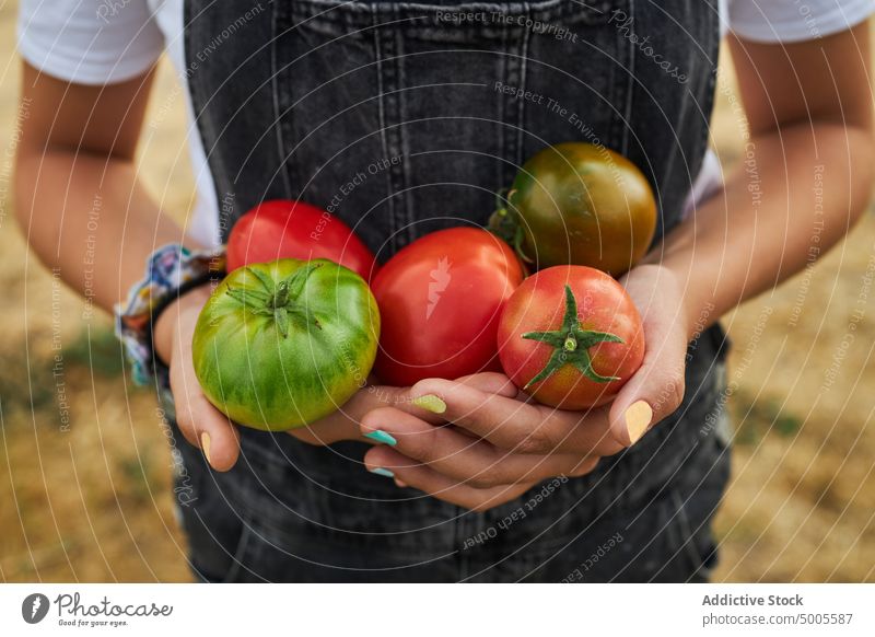 Erntekind mit einem Haufen Tomaten auf dem Lande Mädchen abholen Handvoll Gemüse Bauernhof reif frisch Landwirt Saison Landschaft Ackerbau Lebensmittel Kind roh