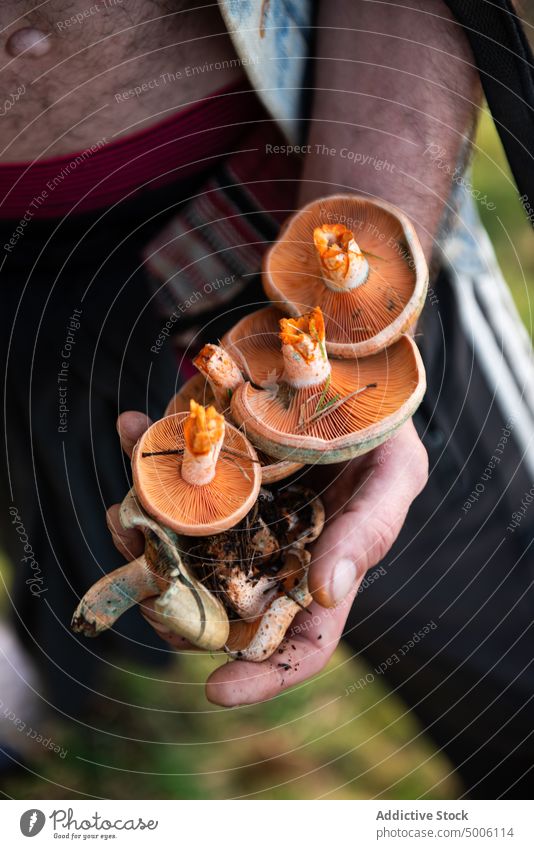 Nahaufnahme einer Hand, die einige Pilze im Wald hält Herbst Steinpilze Lebensmittel Natur natürlich weiß Saison braun saisonbedingt organisch Hintergrund roh