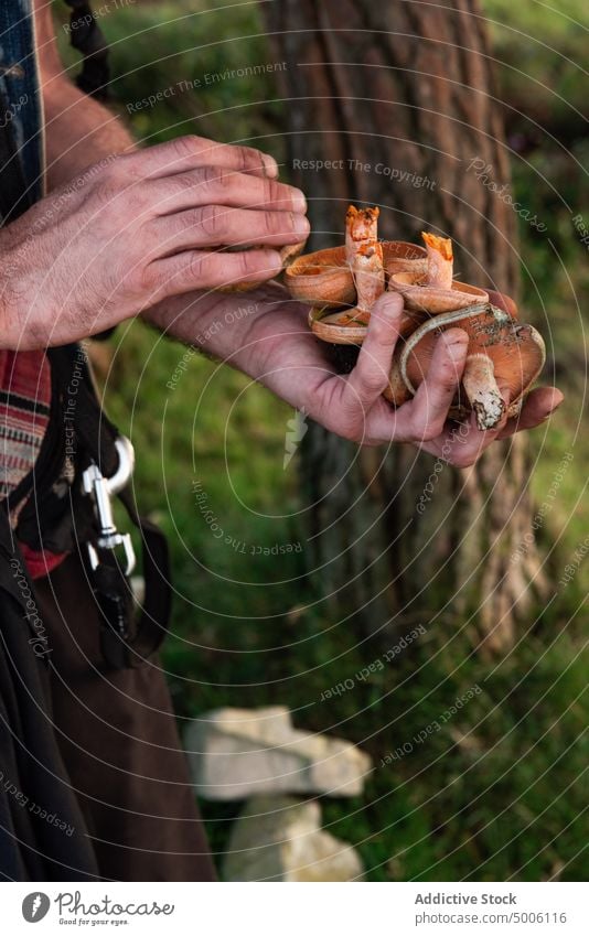 Nahaufnahme einer Hand, die einige Pilze im Wald hält Herbst Steinpilze Lebensmittel Natur natürlich weiß Saison braun saisonbedingt organisch Hintergrund roh