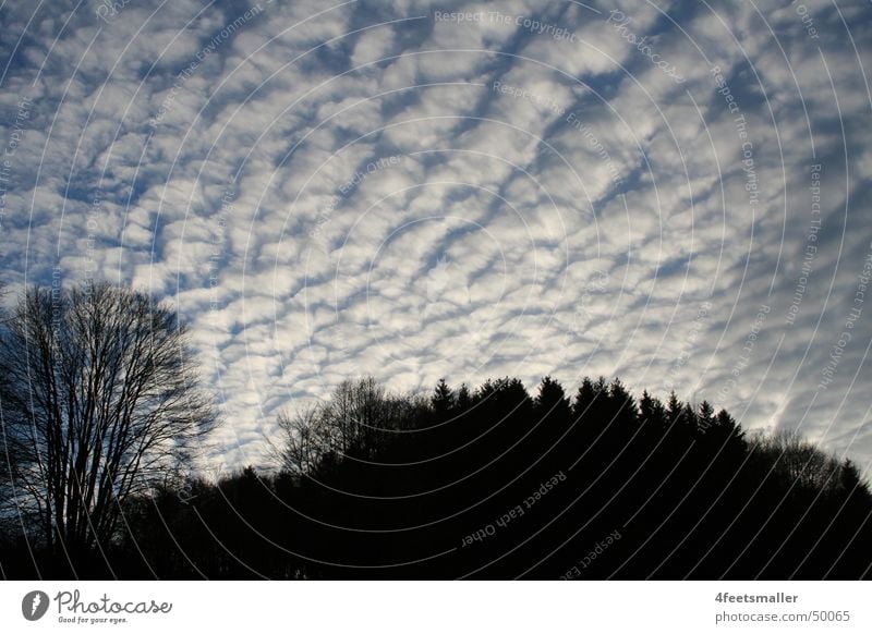 Lambs Clouds Wolken Baum Altokumulus floccus weiß schwarz Licht blau Himmel Sonne