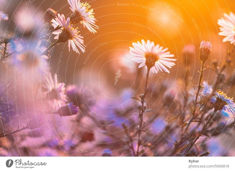 Blühende Aster Mehrjährige blühende Pflanzen in der Familie der Asteraceae. Busch im Herbst Saison Aster amellus Astereae Blütezeit Astern schön weißrussland