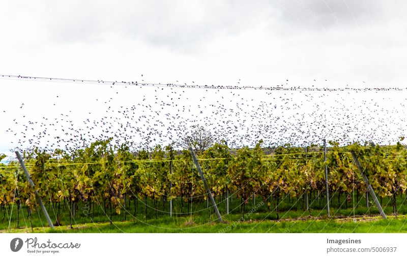 Stare. Vögel (Sturnus vulgaris) in der Natur. Schwarm von Staren, die auf einer Hochspannungsleitung im Weinberg sitzen fliegen Fliegend abstrakt