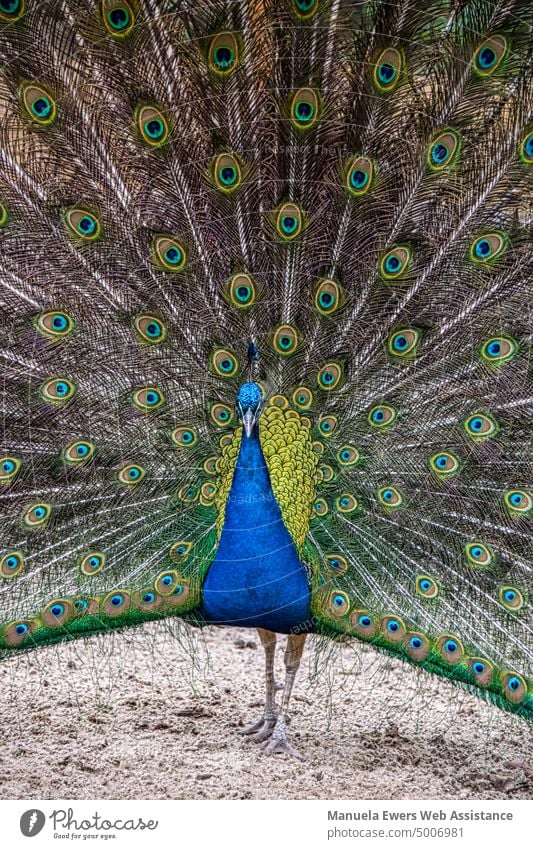 Ein blaues Pfauenmännchen schlägt mit seinem wunderschönen Gefieder ein Rad pfau vogel gefieder federn augen rad ein rad schlagen bunt tier heimisch