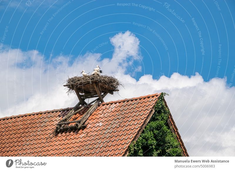 Eine Storchenfamilie in einem Storchennest auf dem roten Ziegeldach eines Hauses storch storchenfamilie storchennest weißstorch ziegeldach wolken blauer himmel