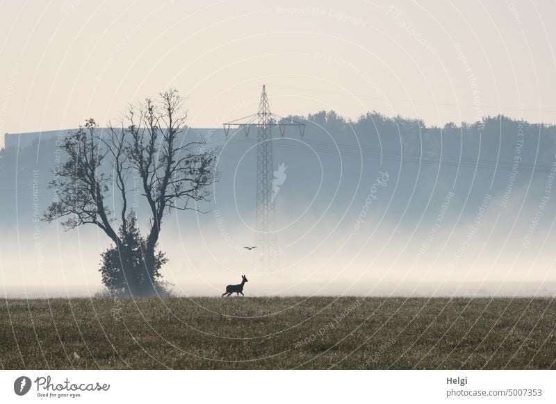 nebeliger Morgen, Wiese mit Charakterbaum, Reh, Vogel und Strommast Nebel Nebelmorgen Herbst Baum außergewöhnlich Bäume Silhouette morgens Kälte kalt Natur