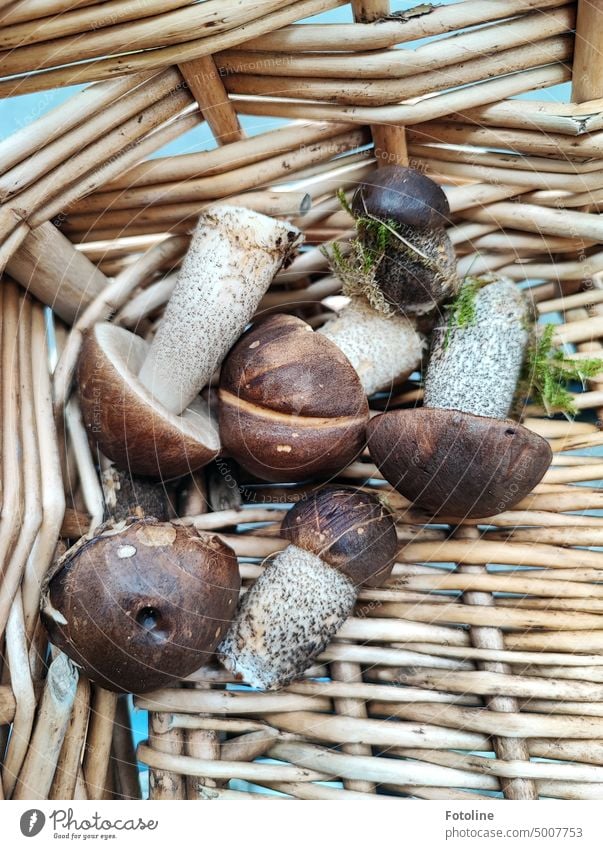 In meinem Fahrradkörbchen liegen 6 kleine Birkenpilze. Pilz Herbst Farbfoto Außenaufnahme Nahaufnahme Tag braun Moos Pilzhut Korb Körbchen Fahrradkorb