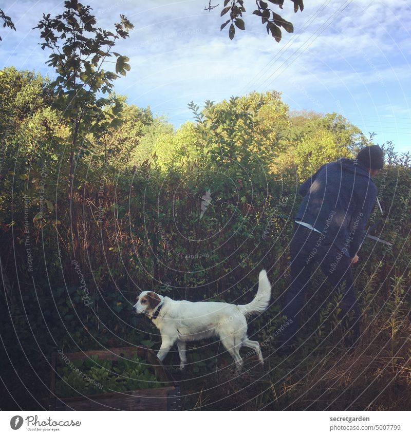 Scherenschnitt Hund Mann Garten Gartenarbeit Hecke grün Arbeit & Erwerbstätigkeit Außenaufnahme Freizeit & Hobby Sommer Pflanze Farbfoto Gärtner Natur Tag