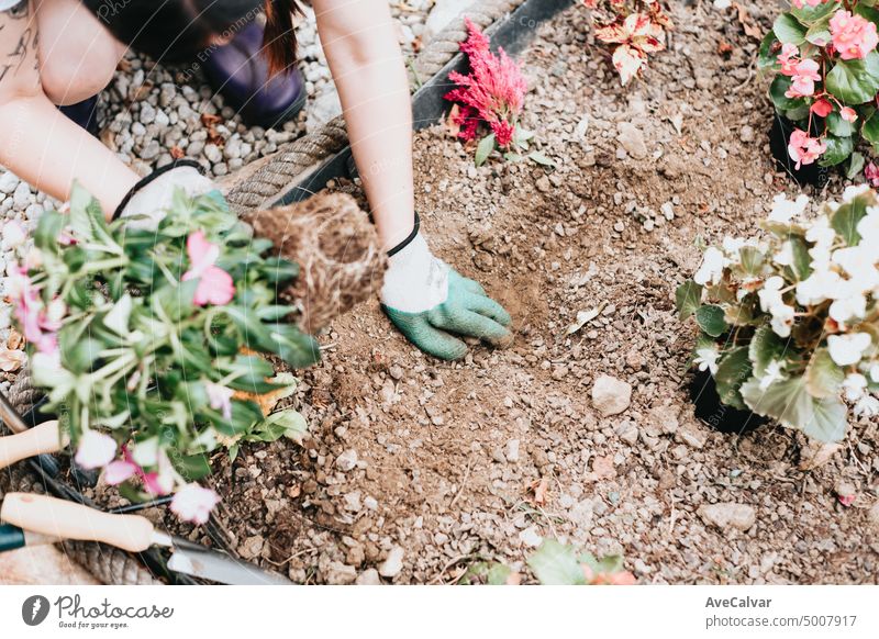 Gärtner pflanzt Blumen im Garten, Nahaufnahme Foto.Gartengerät und Blumenpflanze auf weichem Boden, Nahaufnahme. Frühling Gartenarbeit. Garten saisonale Arbeit Konzept. Hände Nahaufnahme