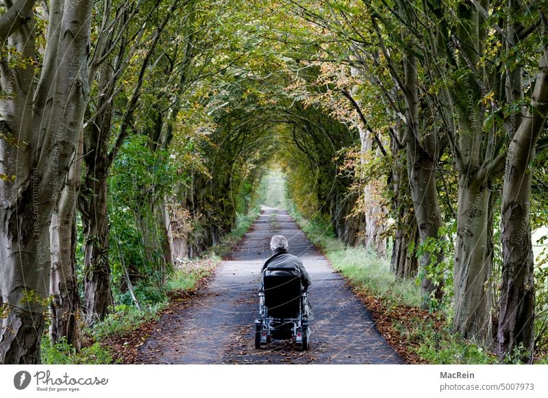 Allee im Herbst, Varel, Landkreis Friesland, Niedersachsen Abgeschiedenheit Atmosphäre Außenaufnahme Baum Der Weg nach vorne Deutschland Farbaufnahme Fotografie