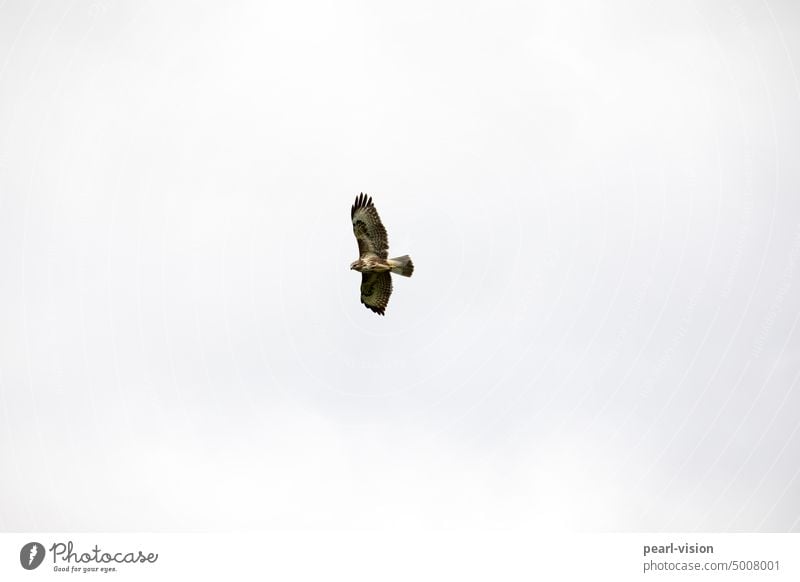 birds flying high fliegen Greifvogel Falken Himmel Tier Vogel Bussard Milan Wolkenloser Himmel Hintergrund neutral Menschenleer Außenaufnahme Farbfoto Freiheit