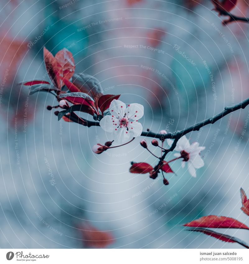 schöne Kirschblüte im Frühling Kirschblüten Sakura-Blüte Kirschbaum Kirsche Sakurabaum Blume rosa rosa Blume Blütenblätter geblümt Flora Natur natürlich