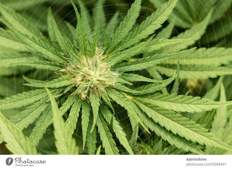 Blühendes reifes Marihuana mit Knospen und grünen Blättern. Bio Cannabis Sativa Weibliche Pflanzen mit CBD Blumen cbd medizinisch Schonung abschließen Sommer