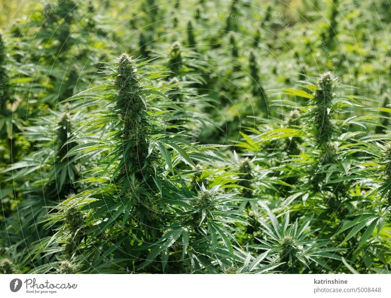 Blühendes reifes Marihuana mit Knospen und grünen Blättern. Bio Cannabis Sativa Weibliche Pflanzen mit CBD Blumen cbd medizinisch Schonung abschließen Sommer