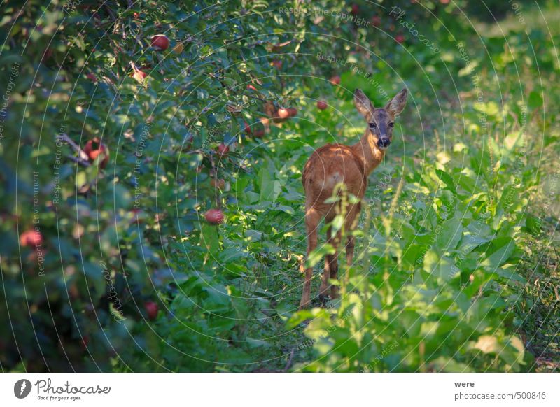 Was guckst du? Frucht Apfel Landwirtschaft Forstwirtschaft Tier Feld Teich See Wildtier 1 warten natürlich Farbfoto Außenaufnahme Menschenleer Tag Schatten