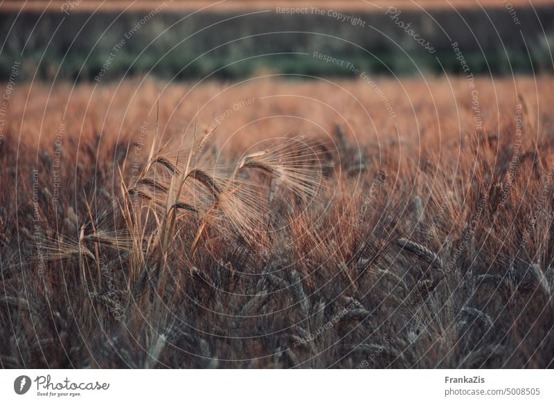 Ein Getreidefeld im Abendlicht Roggen Feld Anbau Landwirtschaft Sommer Kornfeld Ackerbau Nutzpflanze Ähren Natur Ernährung Pflanze Lebensmittel Außenaufnahme