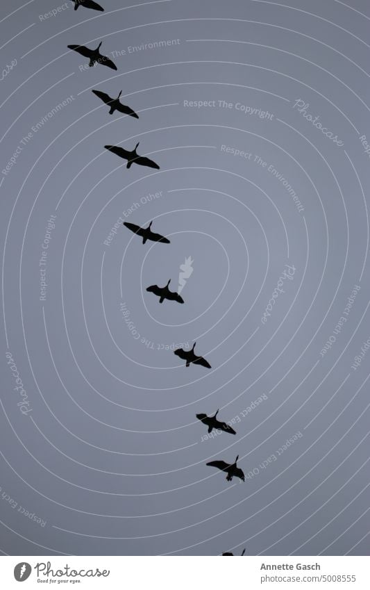 9 Vögel in einer schnurgeraden Diagonale Fliegen Tier Freiheit Natur Vogel Formationsflug Tiergruppe Wildtier Vogelschwarm Zugvogel Vogelflug fliegen Himmel