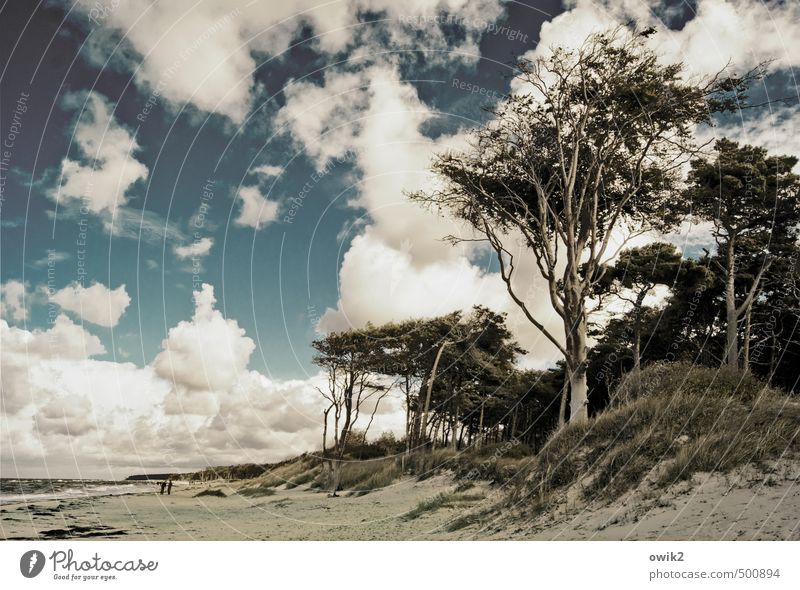 Darß, Weststrand Leben Zufriedenheit Erholung Ausflug Ferne Freiheit Strand wandern Strandspaziergang Mensch 2 Umwelt Natur Landschaft Pflanze Himmel Wolken