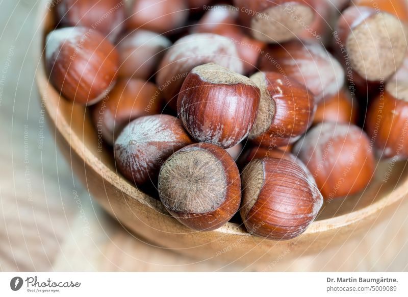 Haselnüsse in einer Mangoholzschale, die Nussfrüchte stammen von der Lambertshasel Haselnuss Nüsse Speise Zutat geringe Tiefenschärfe Nahaufnahme Frucht Früchte