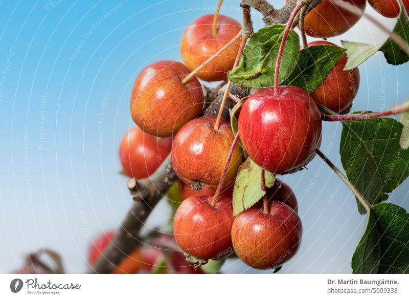 Zierapfelsorte Sentinel, Früchte Frucht Malus `Sentinel´ Apfel Ä+fel Zweig Rosaceae menschenleer