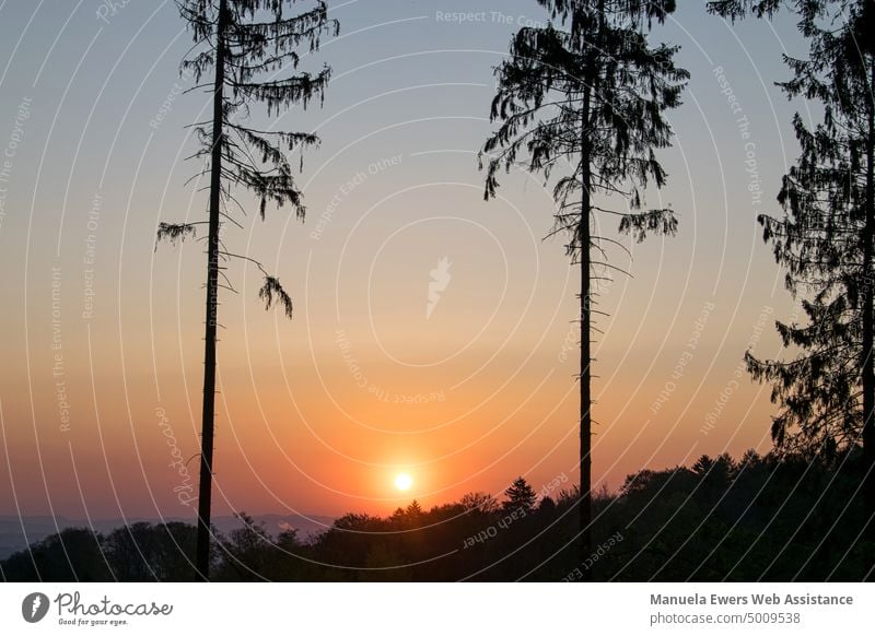 Sonnenaufgang an einem Berghang mit fast freier Sicht. Nur noch einzelne Nadelbäume stehen. sonnenaufgang rot orange gelb abholzung wald waldsterben rodung