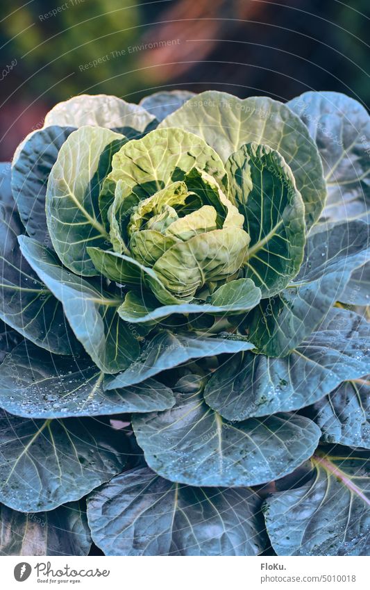 Rosenkohl im Sonnenlicht im Garten Pflanze Natur Gemüse Lebensmittel Ernährung grün Vegetarische Ernährung Farbfoto Bioprodukte Diät frisch Nahaufnahme