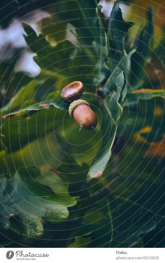 braune Eicheln am Baum Herbst Natur Blatt Farbfoto Pflanze grün Wald Außenaufnahme Ast Nahaufnahme Umwelt Eichenblatt natürlich Zweig Wachstum Frucht