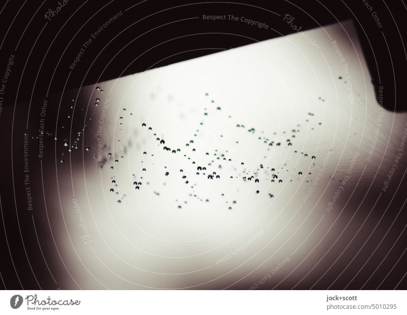 [HH Unnamed Road] Spinnennetz mit Wassertropfen Tropfen nass natürlich Natur Netz Herbst Hintergrund neutral filigran Strukturen & Formen Hintergrundbild