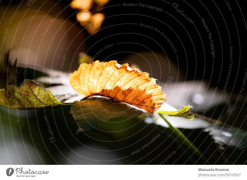 Herbstimpressionen Blatt Natur gelb herbstlich Außenaufnahme Herbstlaub Jahreszeiten Herbststimmung Vergänglichkeit Herbstwetter Farbfoto Laub Herbstfarben