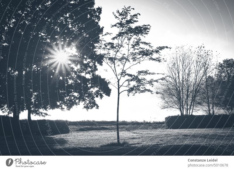 Landschaft in SW mit unterschiedlichen Bäumen und Sonnenstern Baum Sonnenlicht schwarz Schwarzweißfoto Gegenlicht Menschenleer Schatten Schattenspiel Kontrast