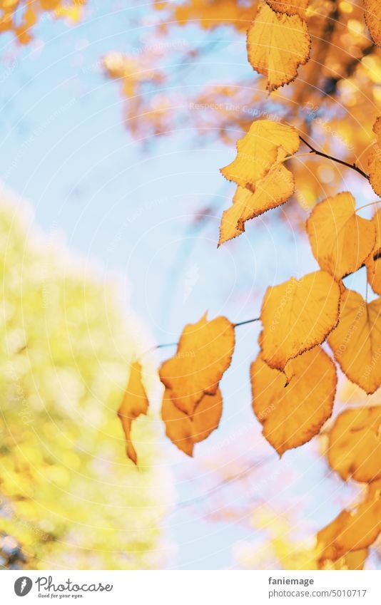 Sonnenurlaub herbst natürlich baum Blätter gelb Natur wachsen Bäume Grün pflanze Detailaufnahme Nahaufnahme