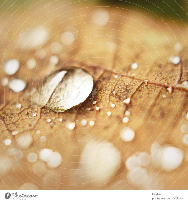 Herbst I Natur Wasser Wassertropfen Blatt glänzend verblüht dehydrieren braun Idylle Leichtigkeit rein Umwelt Umweltschutz Farbfoto Außenaufnahme Makroaufnahme