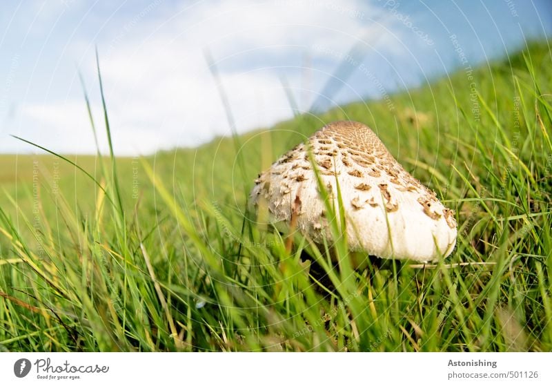 Parasol in der Wiese I Umwelt Natur Landschaft Pflanze Luft Himmel Wolken Horizont Sommer Wetter Schönes Wetter Wärme Gras Wildpflanze Pilz Parasolpilz Hügel