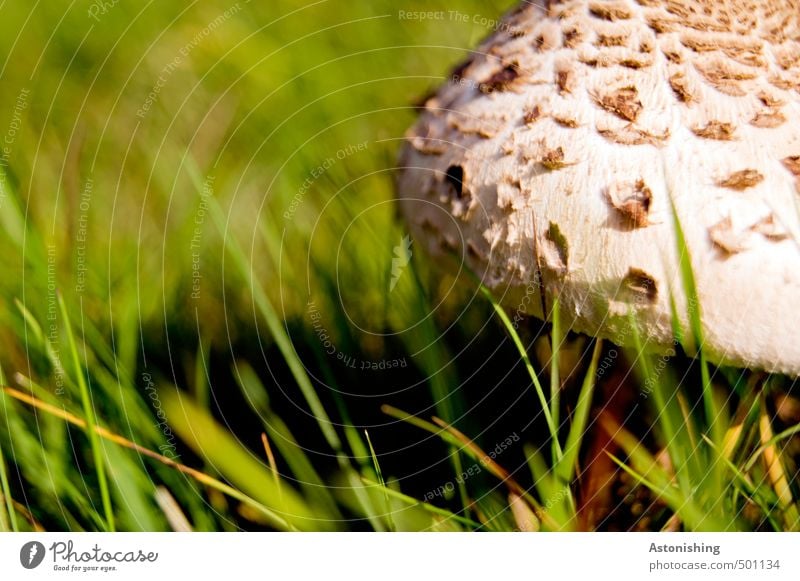 Parasol in der Wiese II Umwelt Natur Pflanze Sommer Wetter Schönes Wetter Wärme Gras Wildpflanze Pilz Parasolpilz stehen Wachstum lecker schön braun grün weiß